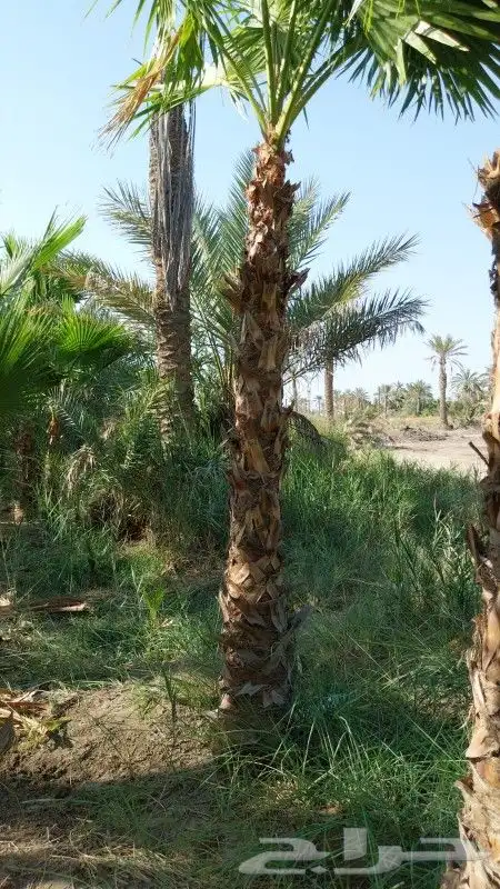 تنسيق_وصيانه_الحدائق 2