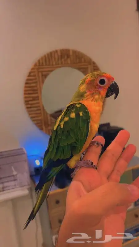 للبيع ببغاء صن كنيور قمه في الولافه امن جدا مع الاطفال 5