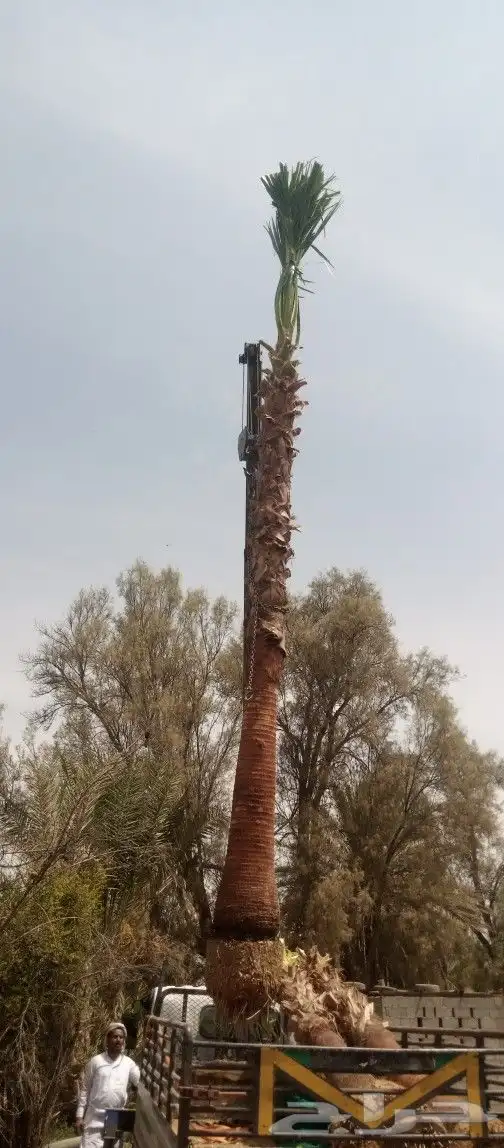 واشنطن امريكي زينه للبيع 0