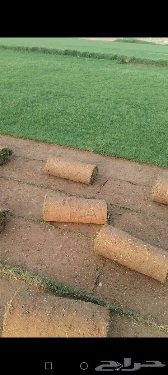 ثيل مزارع الخرج افضل نجيله كثافه وصافي شحن إلى كل المناطق 2