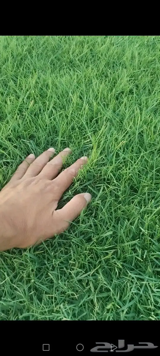 ثيل مزارع الخرج افضل نجيله كثافه وصافي شحن إلى كل المناطق 0