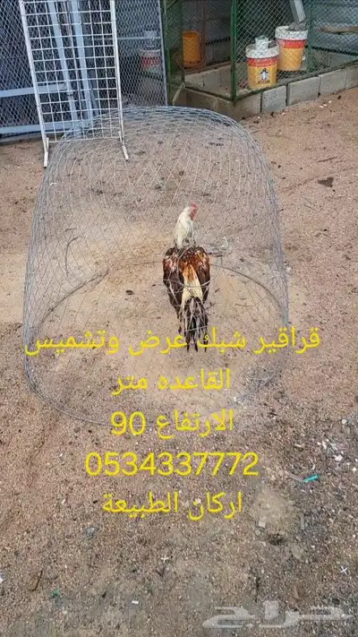 قراقير عرض تشميس دجاج الزينه والمحاربه 1