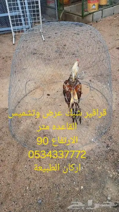 قراقير عرض تشميس دجاج الزينه والمحاربه 4