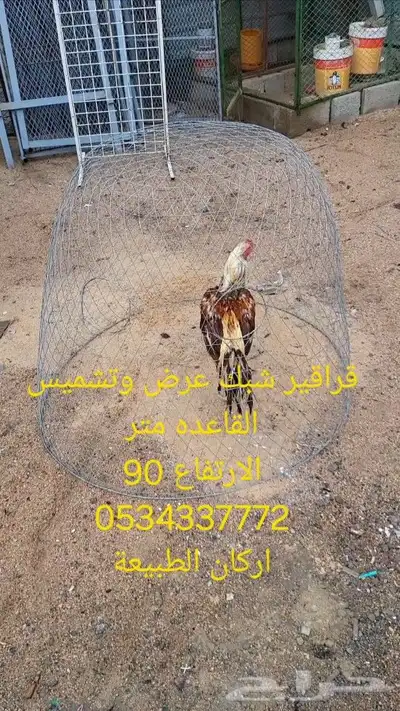 قراقير عرض تشميس دجاج الزينه والمحاربه 0
