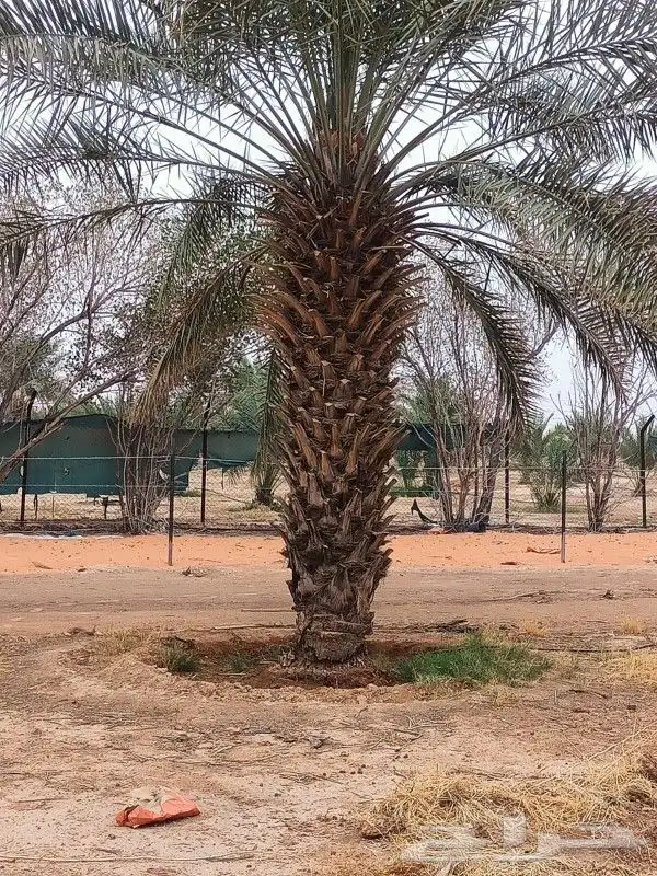 تنظيف النخيل وترتيب الأشجار 5