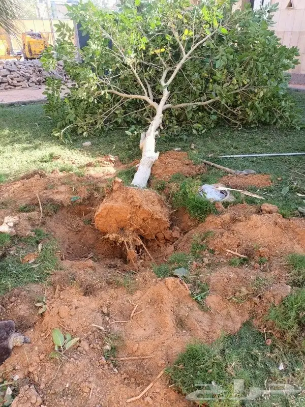 تنظيف النخيل وترتيب الأشجار 9