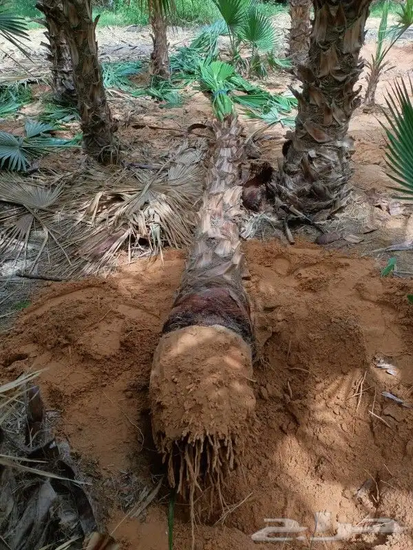 تنظيف النخيل وترتيب الأشجار 3