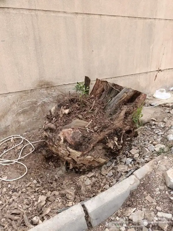 تنظيف النخيل وترتيب الأشجار 18