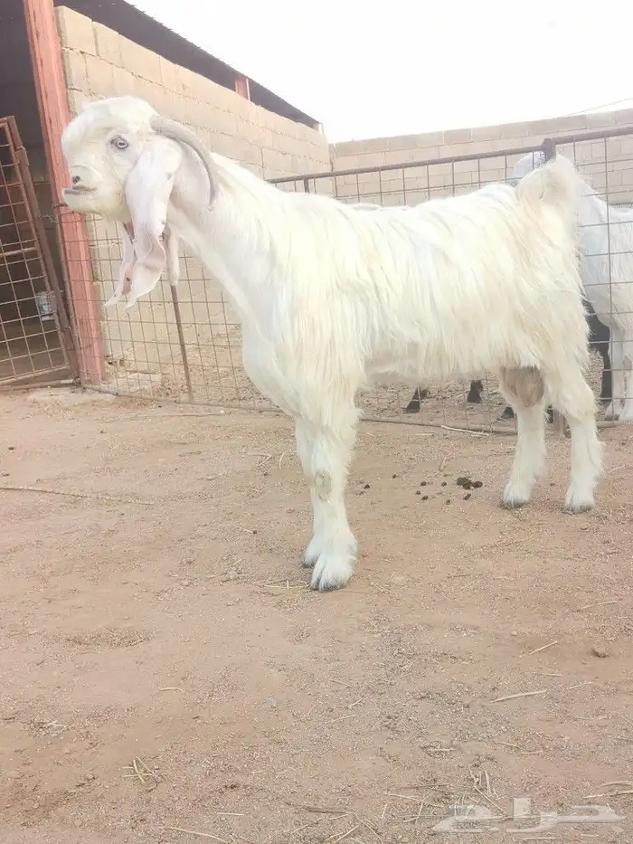 تيس ابيض شامي خصم 2