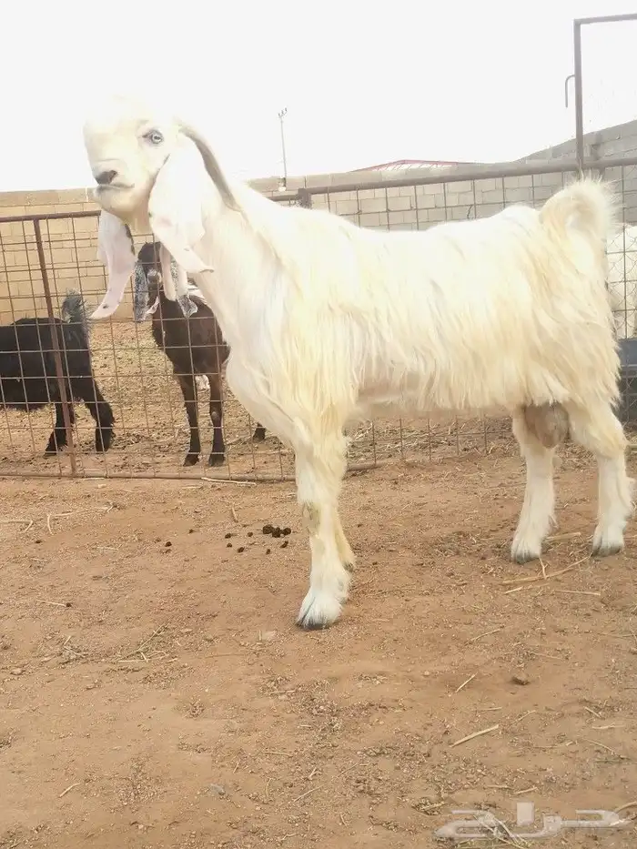 تيس ابيض شامي خصم 1