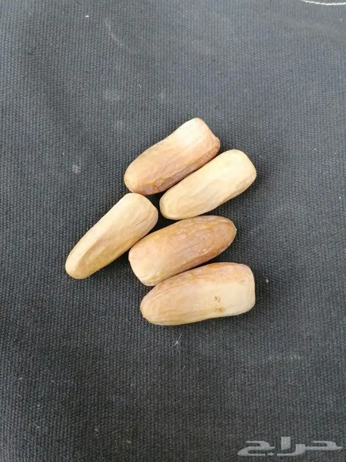 عمال نخل قطيع تكريب قلع فسايل 3