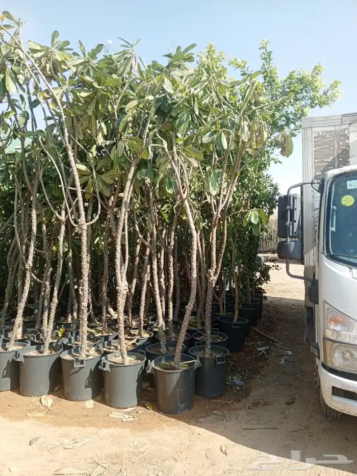 اشجار زينه ونخيل وزيتون 10