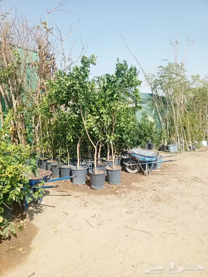 اشجار زينه ونخيل وزيتون 12