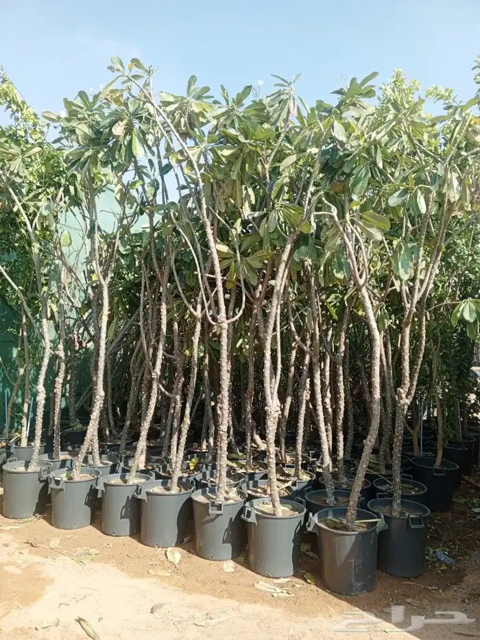 اشجار زينه ونخيل وزيتون 11