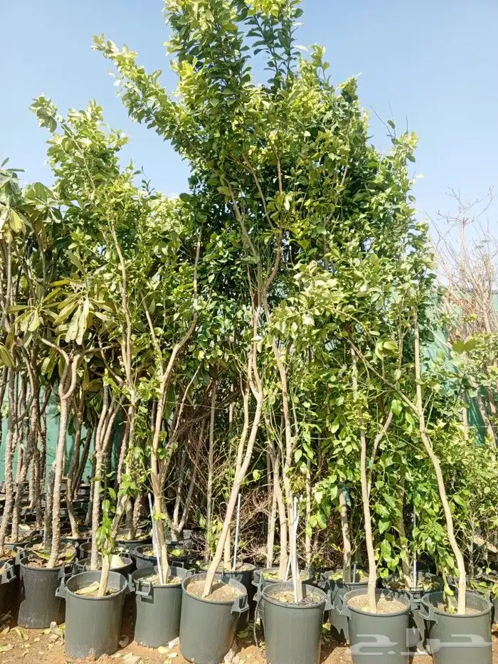 اشجار زينه ونخيل وزيتون 9