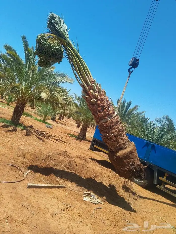 كرين ونش إيجار شهري يومي 5طن 3