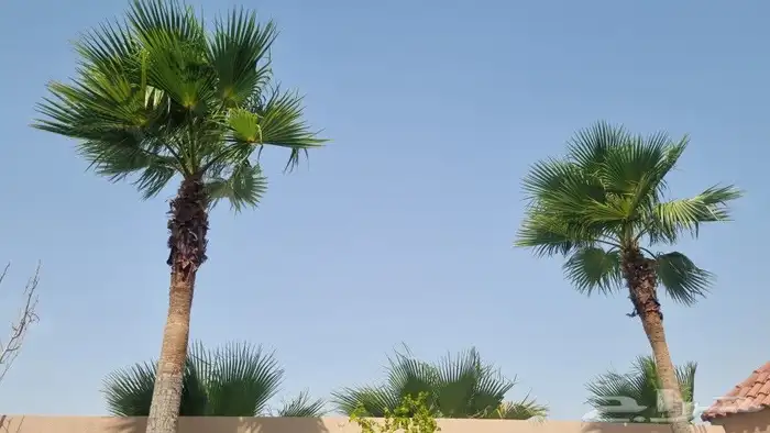 تنسيق_وصيانه_الحدائق 0