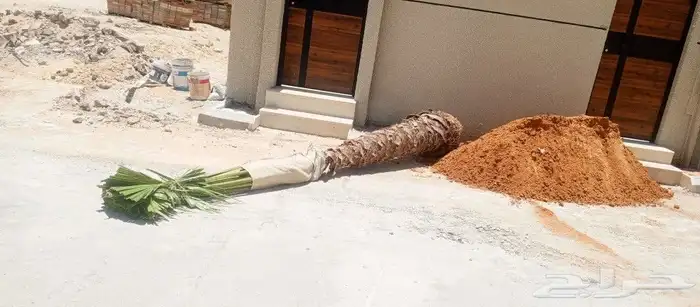 اشجار زينه ونخيل وزيتون 4