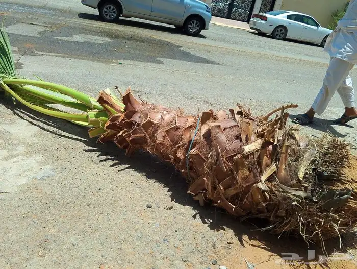 لجميع أعمال الواشنطن والنخيل 3