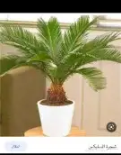 كل ما يخص الحدائق الزراعيه طبيعي وشبكات الري قص نخيل قص واشج 7