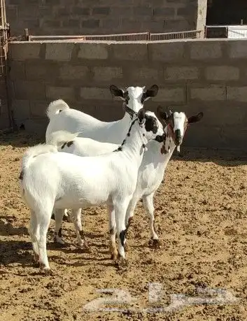 تم البيع جفار جذعات بيشيات وهجين فاخر 7