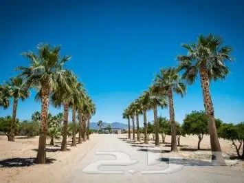 لجميع أعمال الواشنطن والنخيل 8