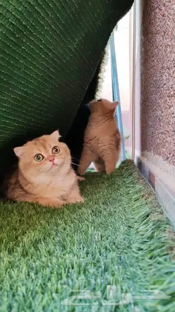 سكوتش فولد وسكوتش ستريت ...تم البيع 7