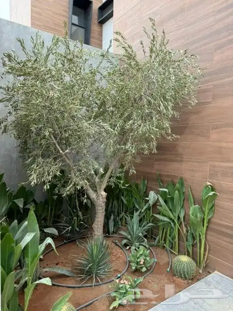 كل ما يخص الحدائق الزراعيه طبيعي وشبكات الري قص نخيل قص واشج 0