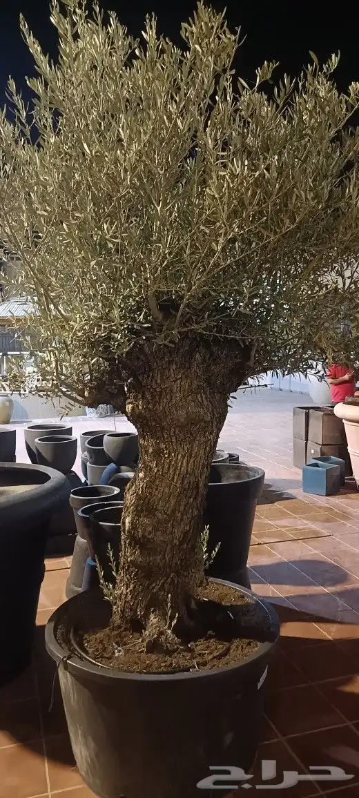 المهندس للمستقبل الأخضر 6