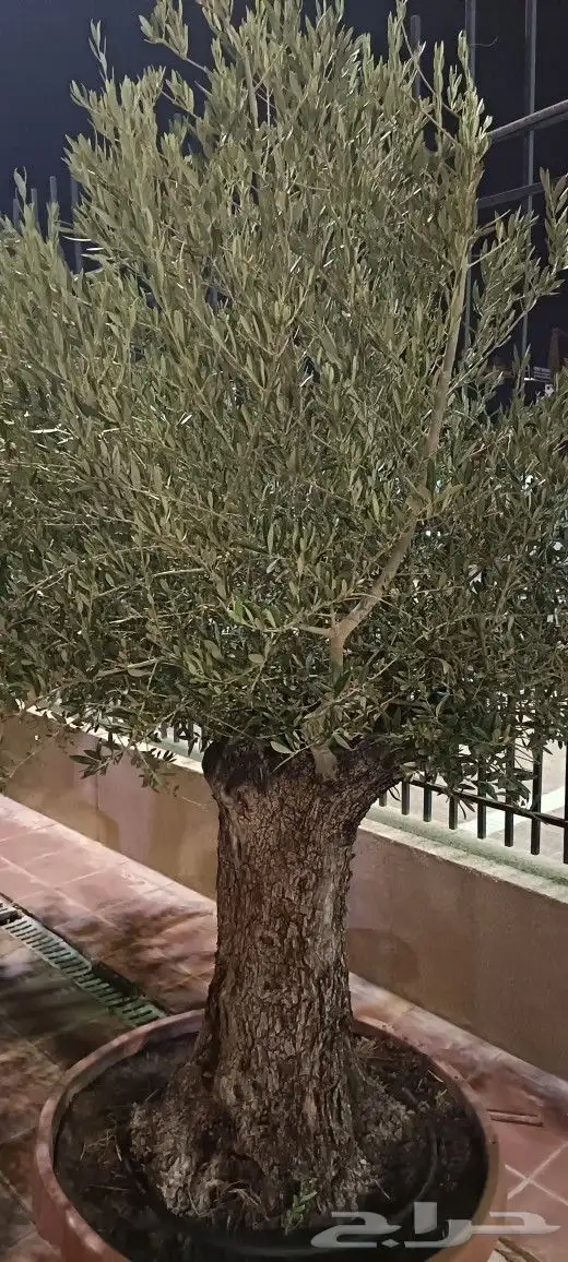 المهندس للمستقبل الأخضر 9