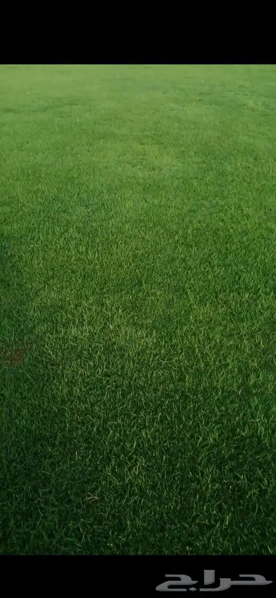 ثيل طبيعي تنسيق حدائق 4