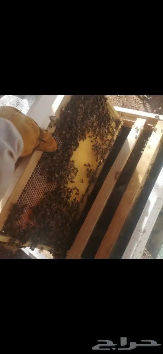 عسل طلح حائل للبيع 3