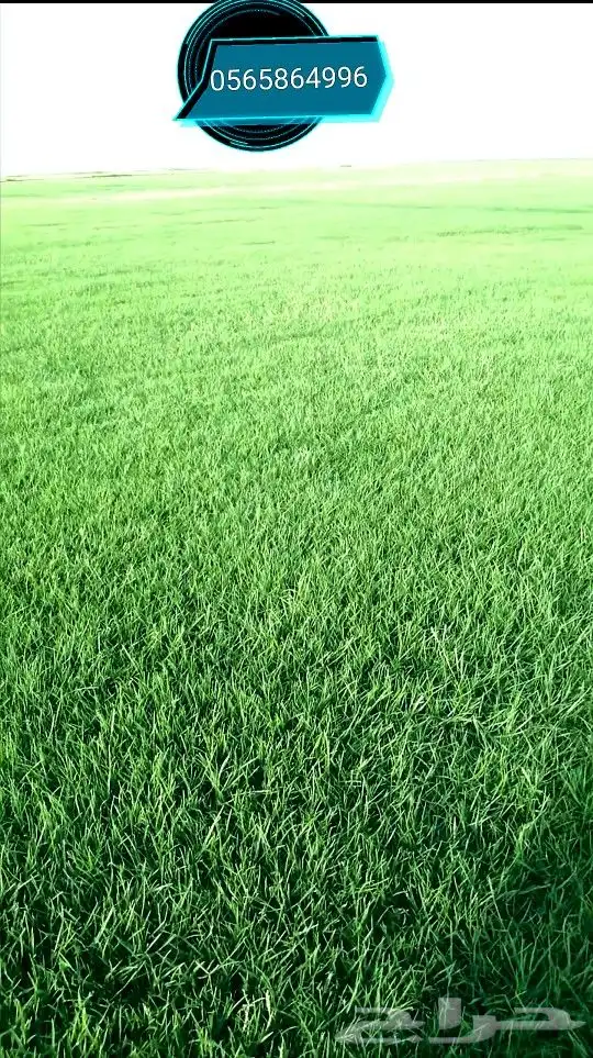 ثيل طبيعي تنسيق حدائق 2
