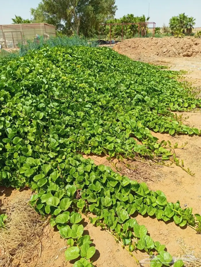 متوفر لدينا التين التركي وأيضا الأشجار الزينة والثيل الطبيعي 2