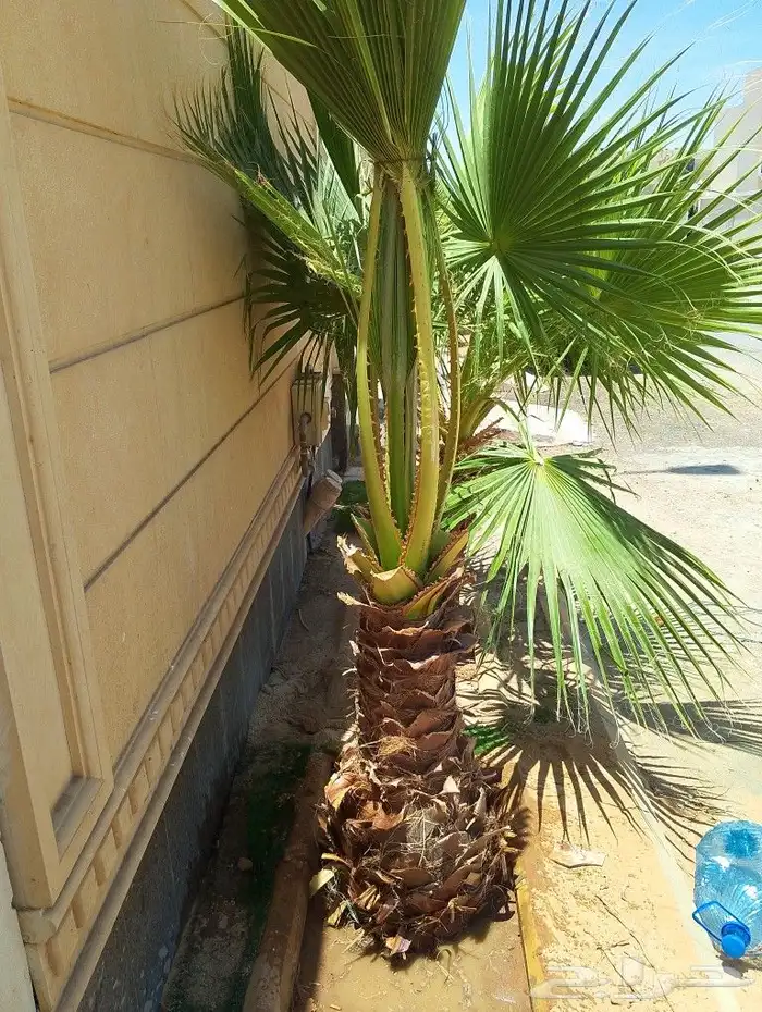 لجميع أعمال الواشنطن والنخيل 2