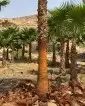 لجميع أعمال الواشنطن والنخيل 7