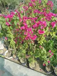 مزارع ومنسق حدائق 1