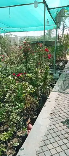 تنسيق حدائق جده ومكه 6