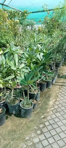 تنسيق حدائق جده ومكه 3