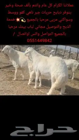 مربى سواكني فاخر وحريات لباب بيتك 4