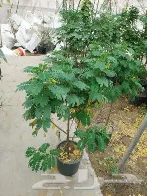 مزارع ومنسق حدائق 8