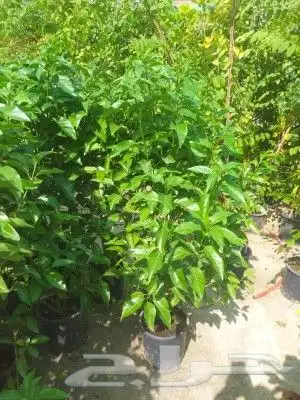 مزارع ومنسق حدائق 0