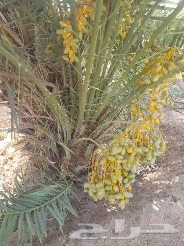 نخل للبيع وتوصيل إلى جميع مناطق المملكة 0