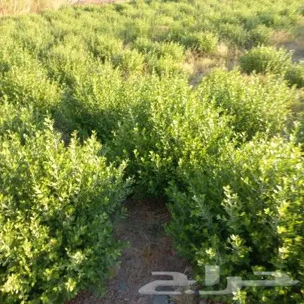 حناء مطحون انتاج مزرع ضواحي ينبع 0