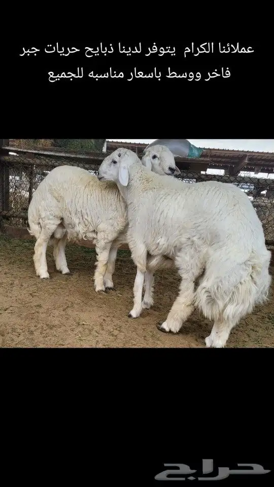 مربى سواكني فاخر وحريات لباب بيتك 3