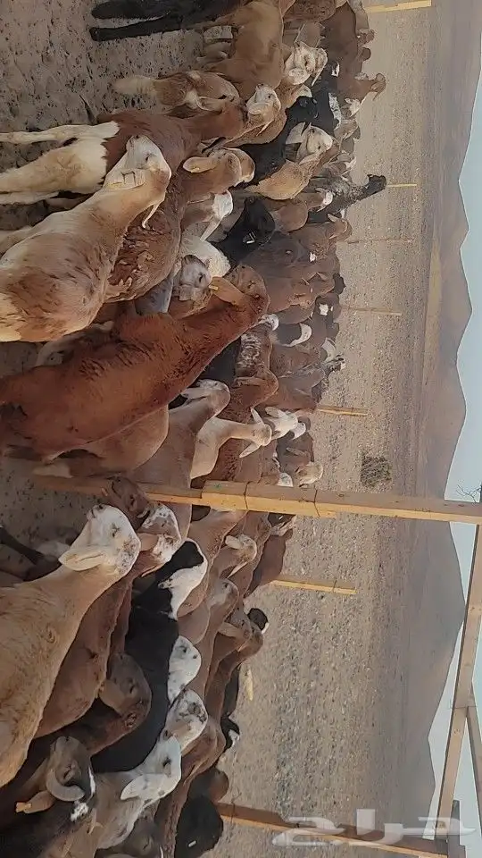 مربى سواكني فاخر وحريات لباب بيتك 0