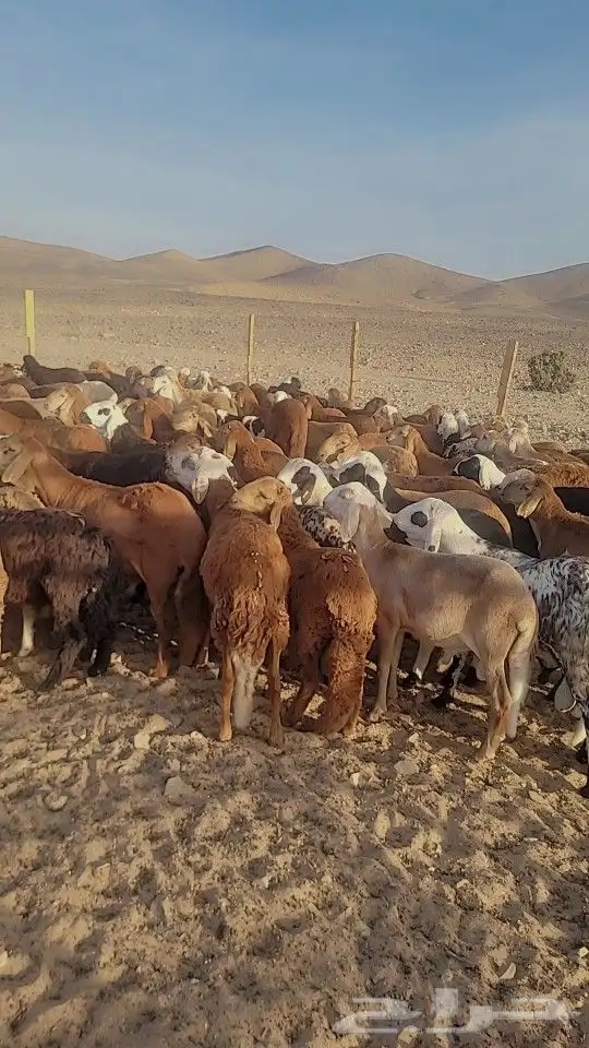 مربى سواكني فاخر وحريات لباب بيتك 1