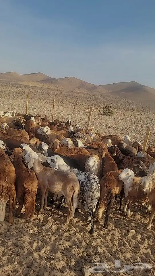 مربى سواكني فاخر وحريات لباب بيتك 2