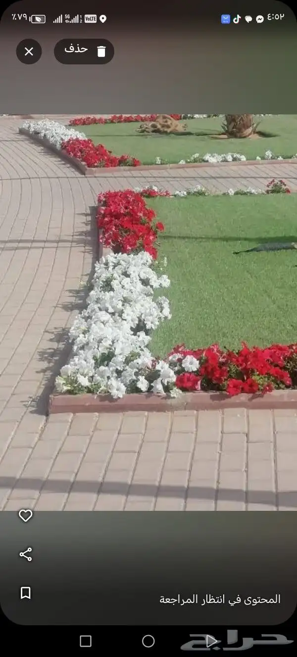 عشب طبيعي 1