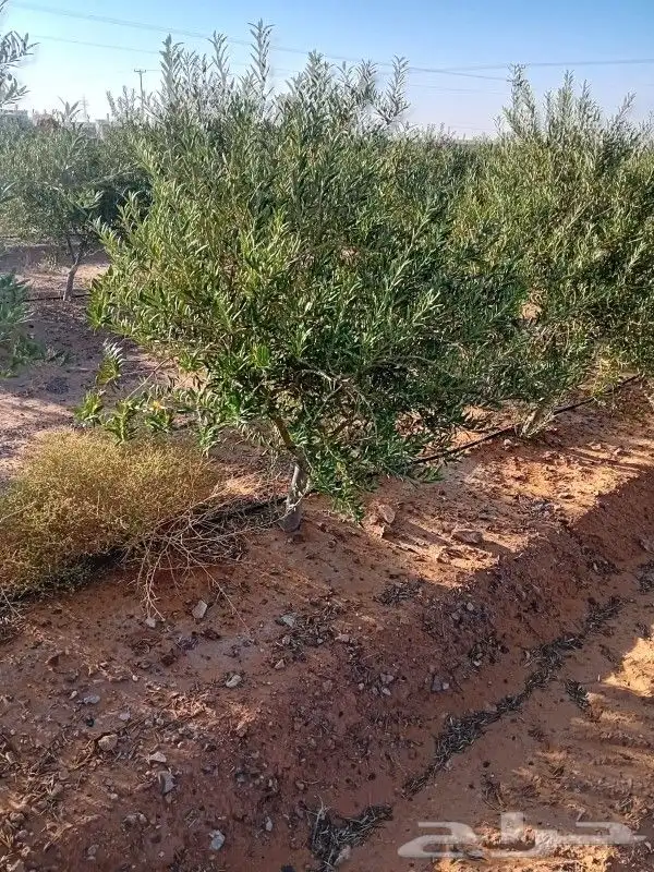 للبيع اشجار الزيتون بالكميات وسعر مناسب وتوفيق للجميع 2